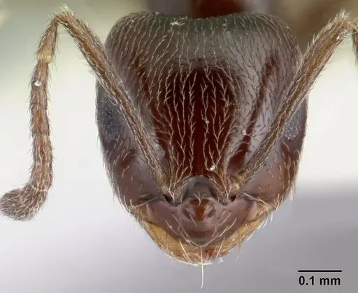 Brachymyrmex giardi - CASENT0179484