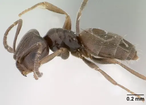 Brachymyrmex giardi - CASENT0179484