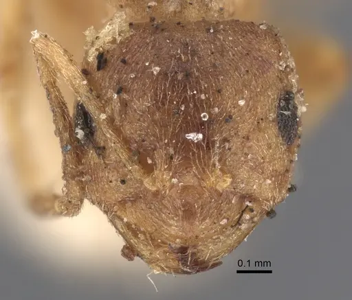 Brachymyrmex giardi - CASENT0917864