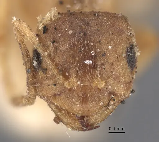 Brachymyrmex giardi - CASENT0917864