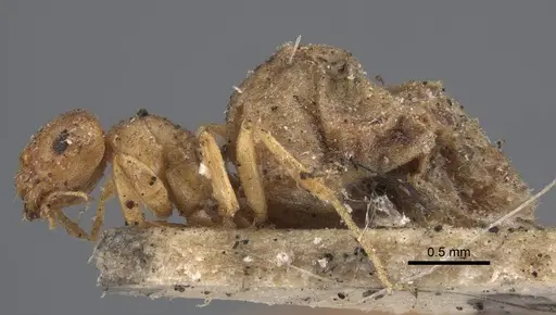 Brachymyrmex giardi - CASENT0917864