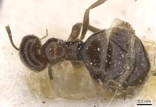 Brachymyrmex giardi - USNMENT00757182