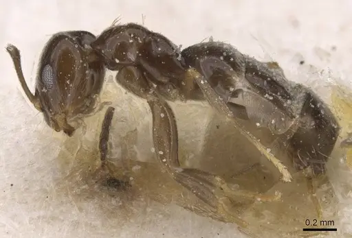 Brachymyrmex giardi - USNMENT00757182