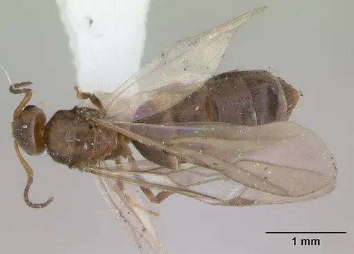 Brachymyrmex heeri specimen