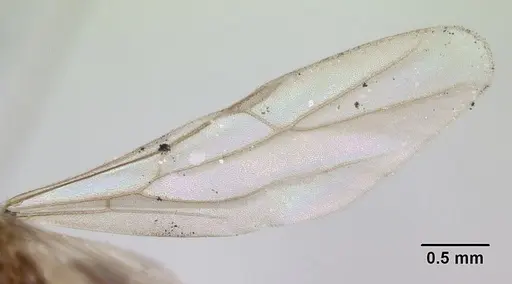 Brachymyrmex heeri - CASENT0173227