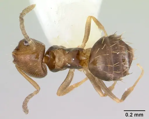 Brachymyrmex heeri - CASENT0173228