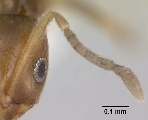 Brachymyrmex heeri - CASENT0173228