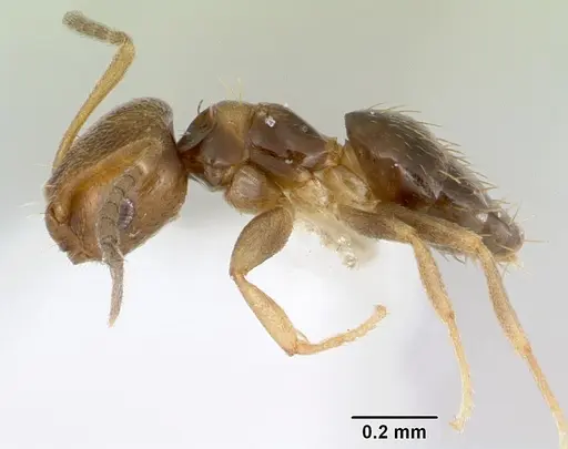 Brachymyrmex heeri - CASENT0173228