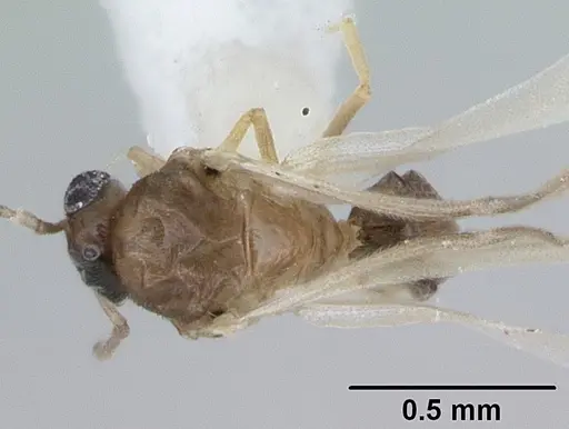 Brachymyrmex heeri - CASENT0173229