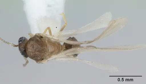 Brachymyrmex heeri - CASENT0173229