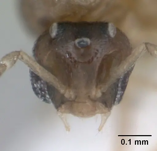 Brachymyrmex heeri - CASENT0173229