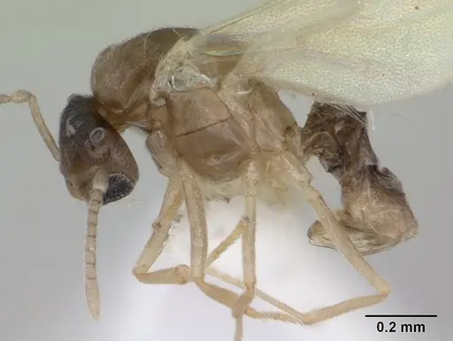 Brachymyrmex heeri - CASENT0173229