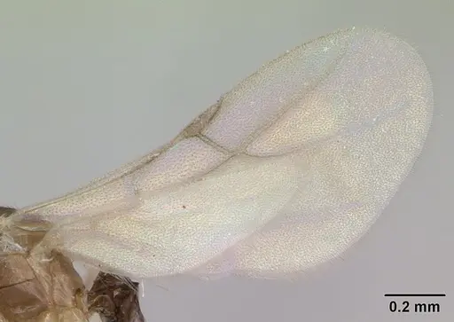 Brachymyrmex heeri - CASENT0173229