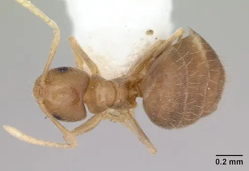 Brachymyrmex heeri - CASENT0173478