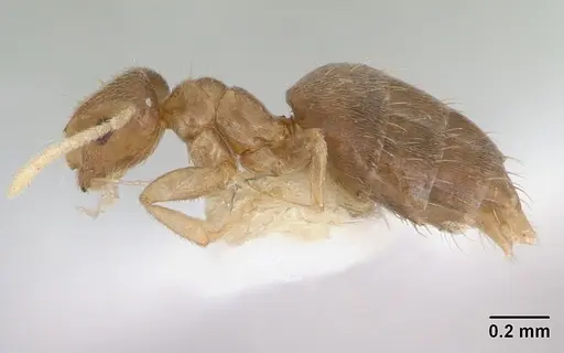 Brachymyrmex heeri - CASENT0173478