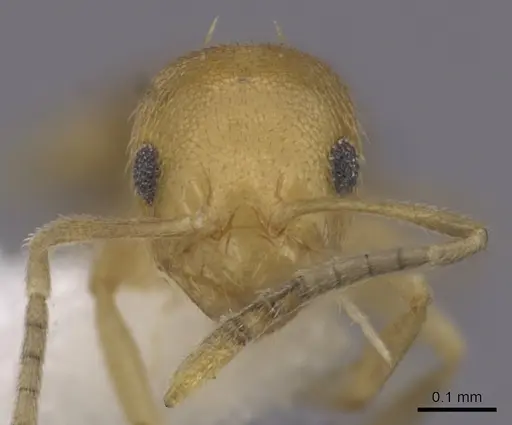 Brachymyrmex heeri - CASENT0249938