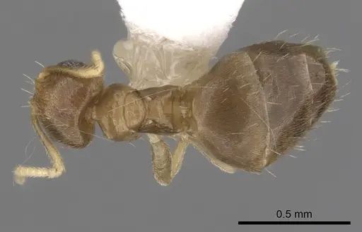 Brachymyrmex heeri - CASENT0249939