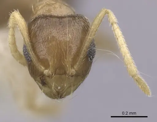 Brachymyrmex heeri - CASENT0249939