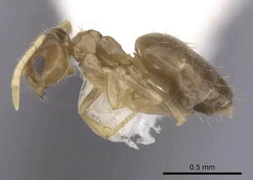 Brachymyrmex heeri - CASENT0249939
