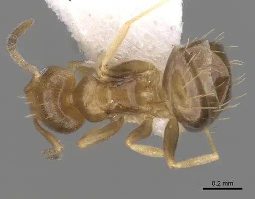 Brachymyrmex heeri - CASENT0249940