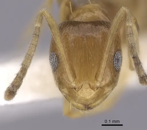 Brachymyrmex heeri - CASENT0249940