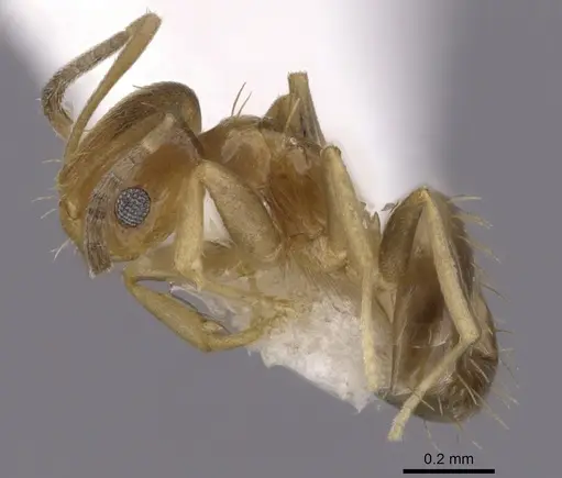 Brachymyrmex heeri - CASENT0249940