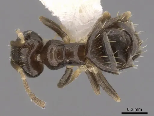 Brachymyrmex heeri - CASENT0249941