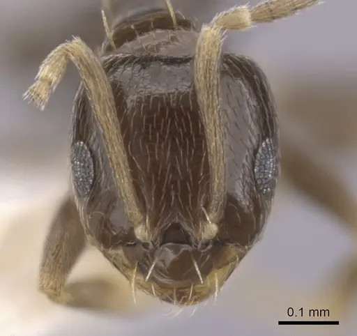 Brachymyrmex heeri - CASENT0249941