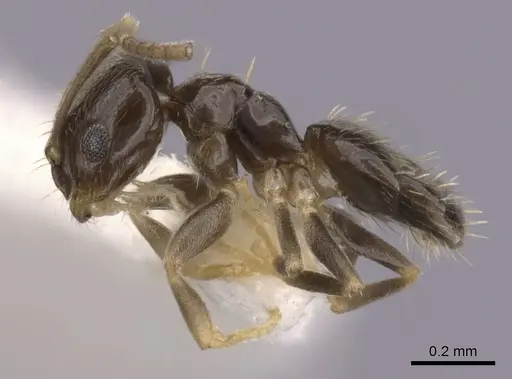 Brachymyrmex heeri - CASENT0249941