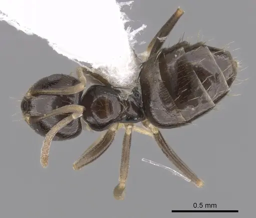 Brachymyrmex heeri - CASENT0249942
