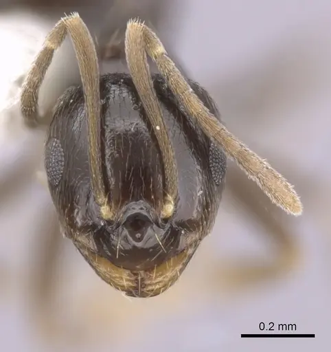 Brachymyrmex heeri - CASENT0249942