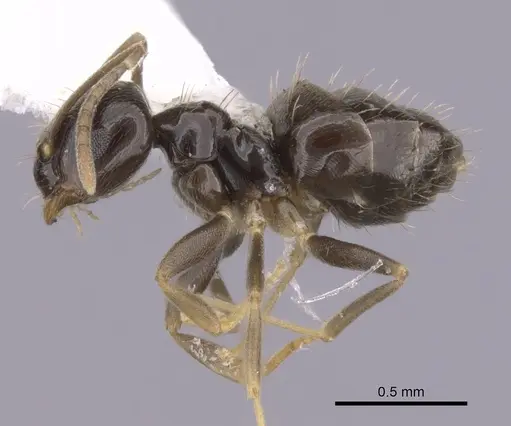 Brachymyrmex heeri - CASENT0249942