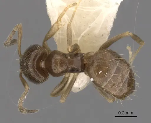 Brachymyrmex heeri - CASENT0249943