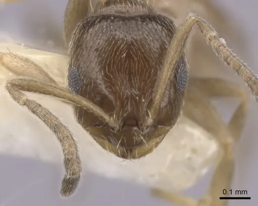 Brachymyrmex heeri - CASENT0249943