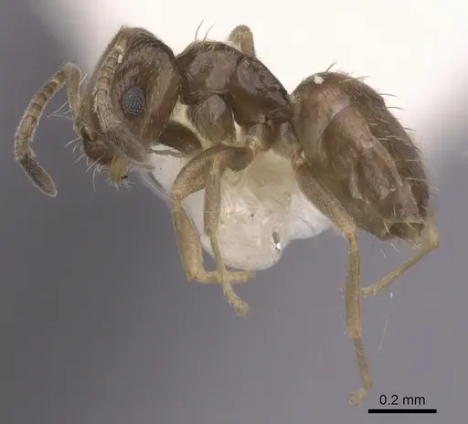 Brachymyrmex heeri - CASENT0249943