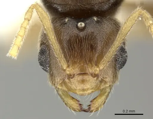 Brachymyrmex heeri - CASENT0619187