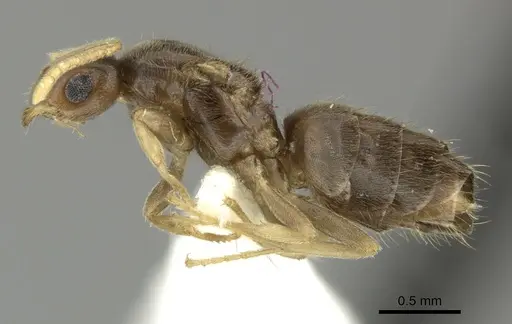 Brachymyrmex heeri - CASENT0619187