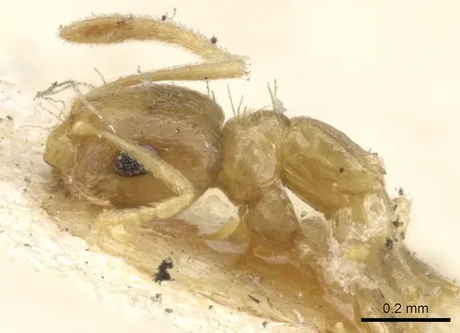 Brachymyrmex heeri - CASENT0903119