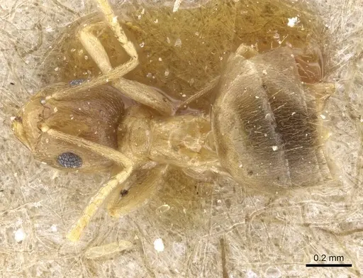 Brachymyrmex heeri - CASENT0905791