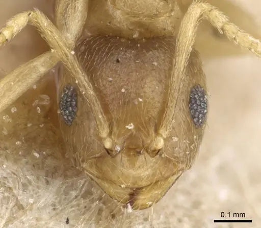 Brachymyrmex heeri - CASENT0905791