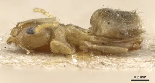 Brachymyrmex heeri - CASENT0905791