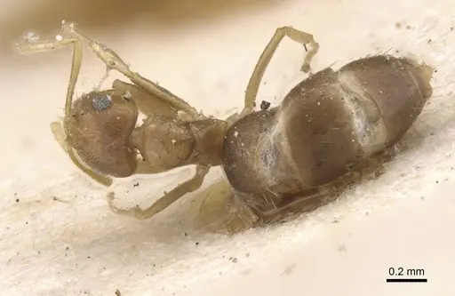 Brachymyrmex heeri - CASENT0911600