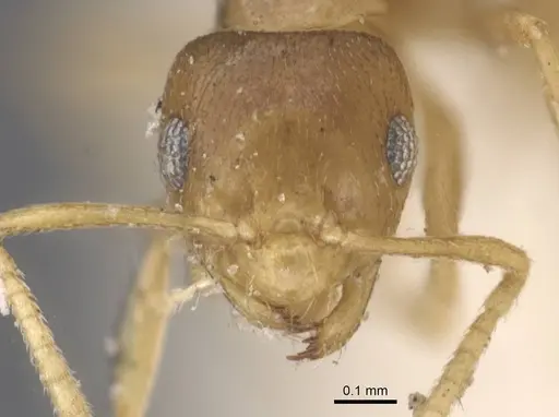 Brachymyrmex heeri - CASENT0911600