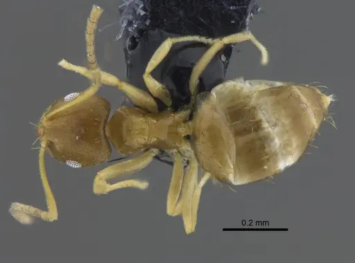 Brachymyrmex heeri - CBUMAGENT41877