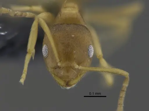 Brachymyrmex heeri - CBUMAGENT41877