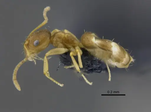 Brachymyrmex heeri - CBUMAGENT41877