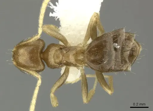 Brachymyrmex heeri - JTLC000005257