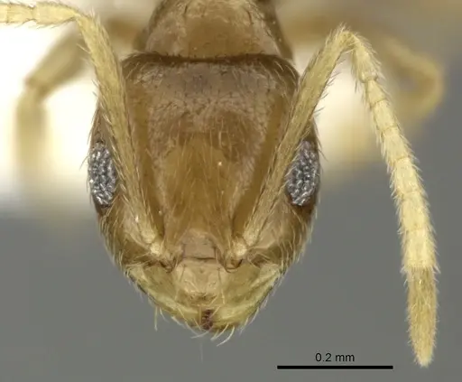 Brachymyrmex heeri - JTLC000005257