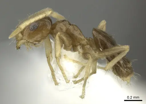 Brachymyrmex heeri - JTLC000005257