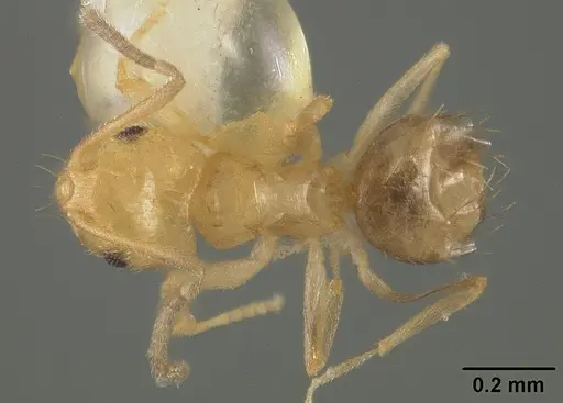 Brachymyrmex heeri - USNMENT00413997